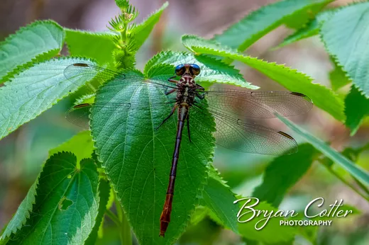 Eastern Ringtail Dragonfly