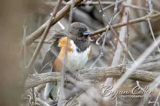 Eastern Towhee