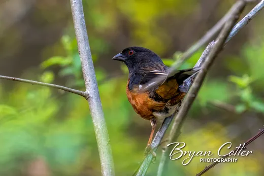 Eastern Towhee