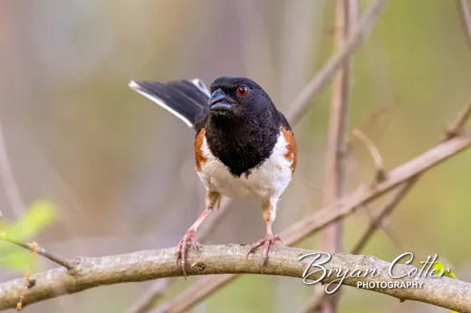 Eastern Towhee
