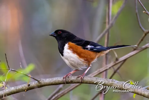 Eastern Towhee