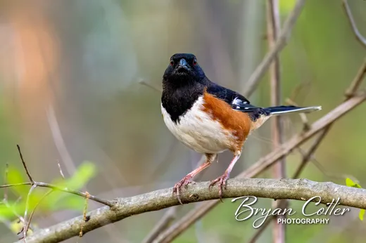 Eastern Towhee