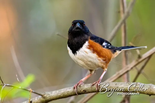 Eastern Towhee