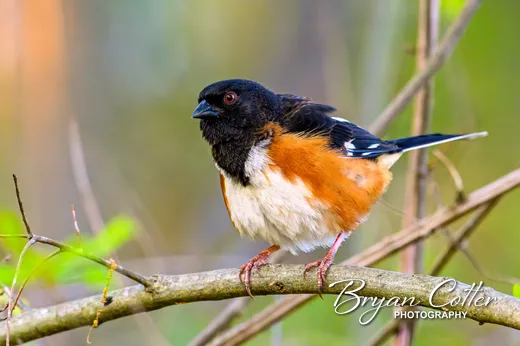 Eastern Towhee