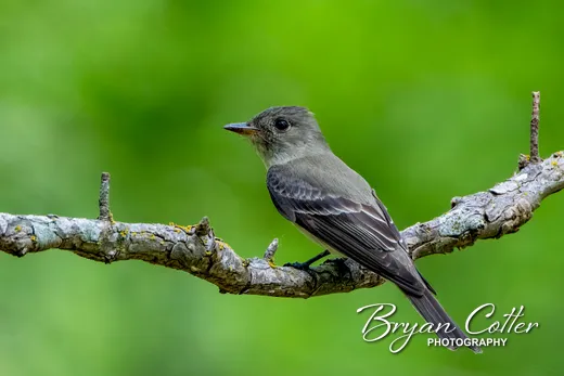 Eastern Wood-Pewee photographed in Texas by Bryan Cotter