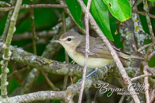 Eastern Warbling Vireo