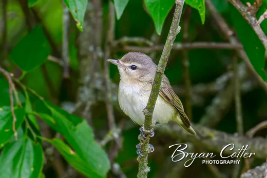 Eastern Warbling Vireo