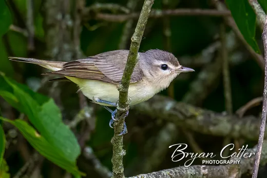 Eastern Warbling Vireo