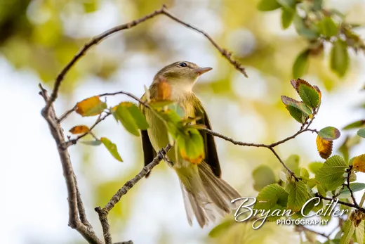 Eastern Warbling Vireo photographed in Texas by Bryan Cotter