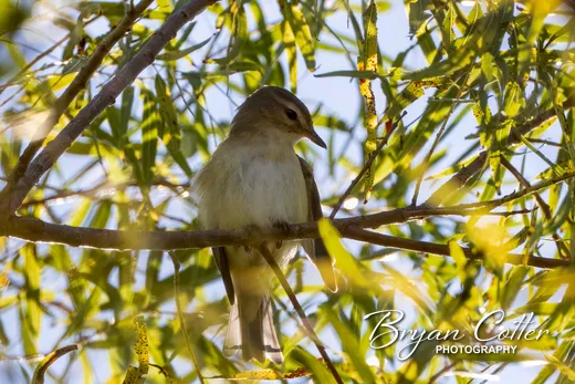 Eastern Warbling Vireo