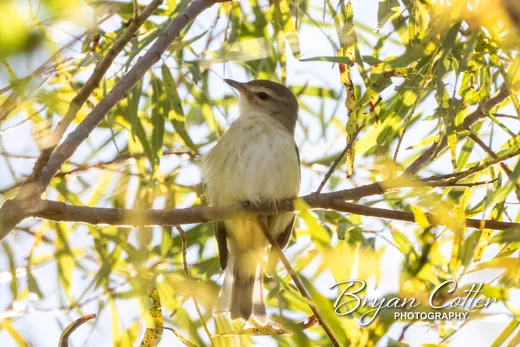 Eastern Warbling Vireo