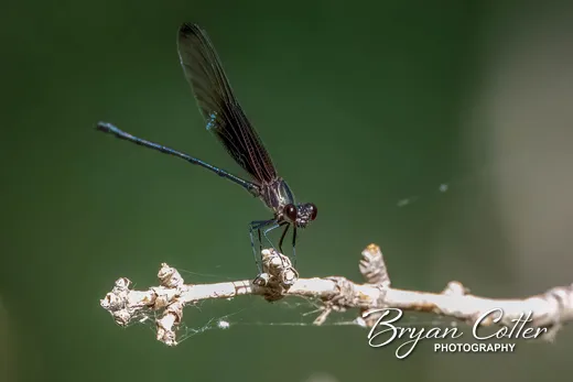Ebony Jewelwing Damselfly photographed in Texas by Bryan Cotter