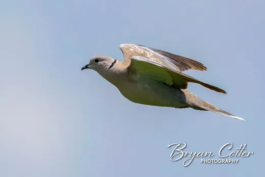 Eurasian Collared-Dove