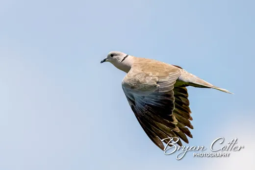 Eurasian Collared-Dove
