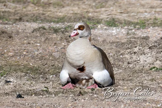 Egyptian Goose photographed in Texas by Bryan Cotter
