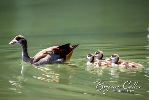 Egyptian Goose
