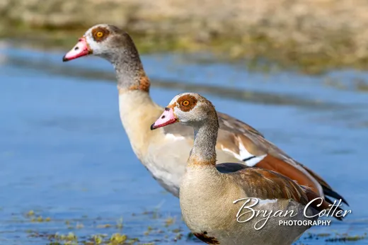 Egyptian Goose