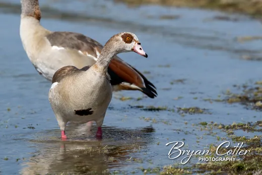 Egyptian Goose