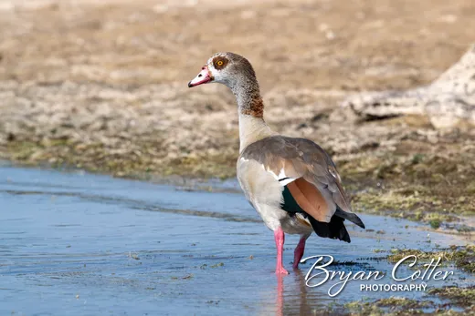 Egyptian Goose