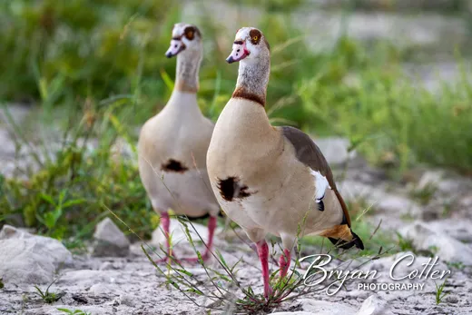 Egyptian Goose