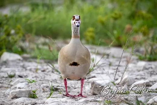 Egyptian Goose