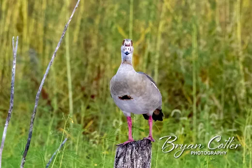 Egyptian Goose