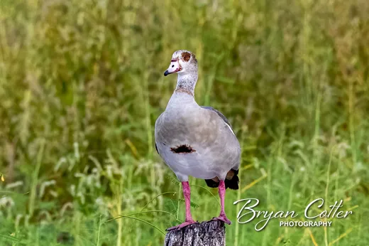 Egyptian Goose