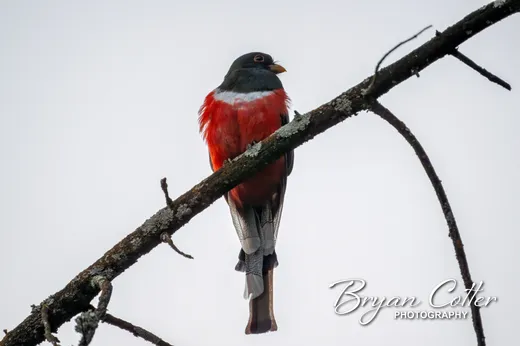 Elegant Trogon