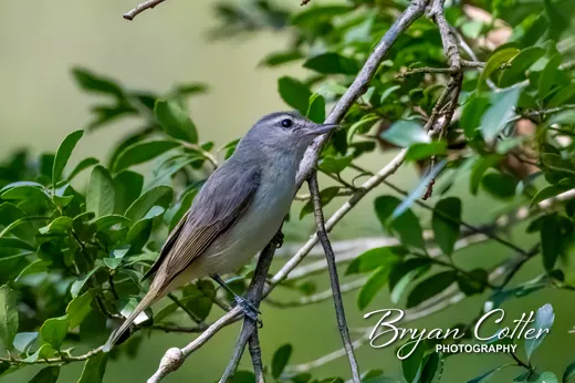 Eastern Warbling Vireo