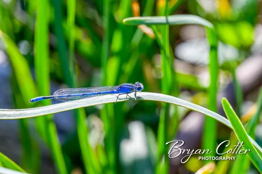Familiar Bluet Damselfly