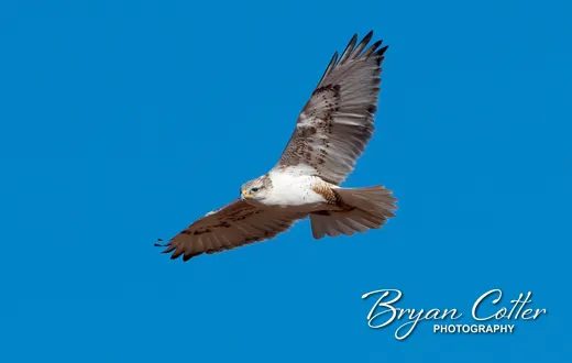Ferruginous Hawk