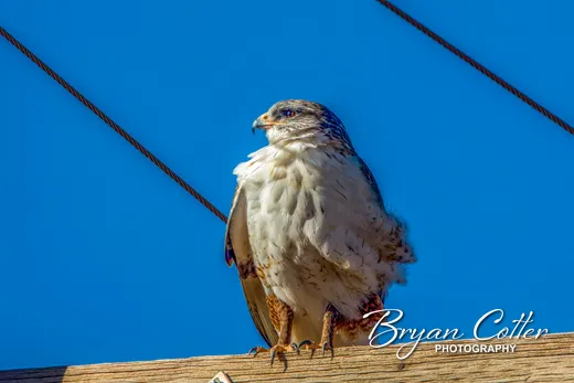 Ferruginous Hawk