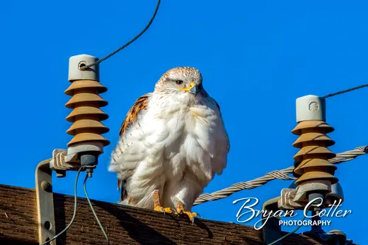 Ferruginous Hawk