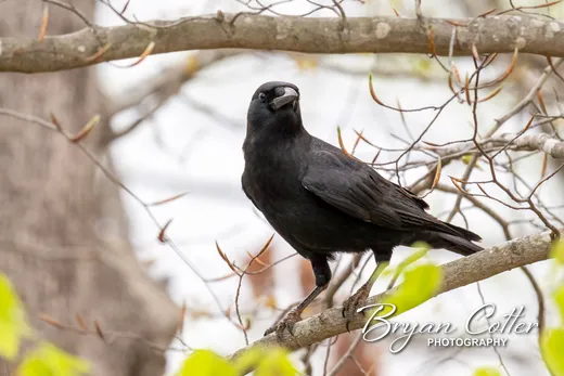 Fish Crow