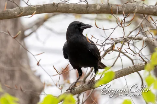 Fish Crow