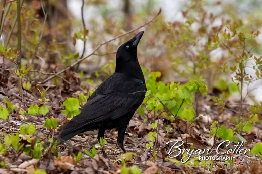 Fish Crow