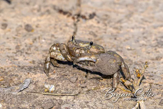 Fiddler Crab photographed in Texas by Bryan Cotter