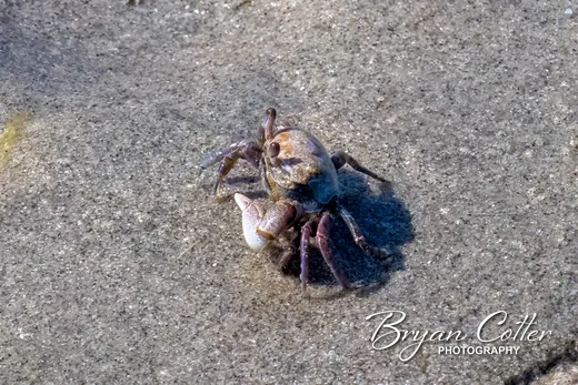 Fiddler Crab photographed in the South Padre Island region of Texas by Bryan Cotter