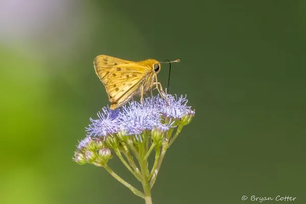 Fiery skipper photographed in Texas by Bryan Cotter