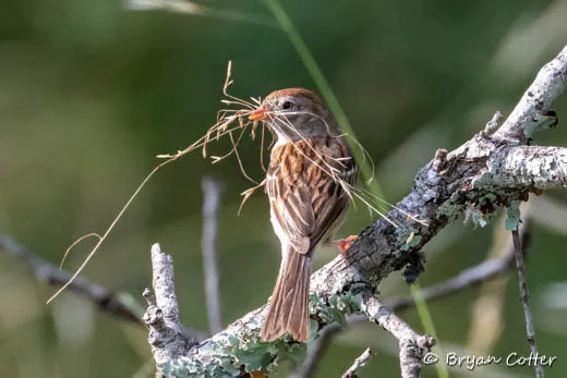 Field Sparrow