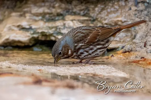 Fox Sparrow