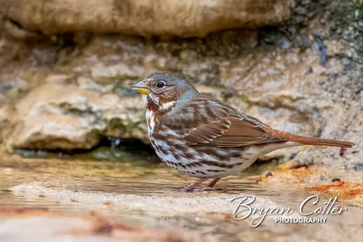 Fox Sparrow