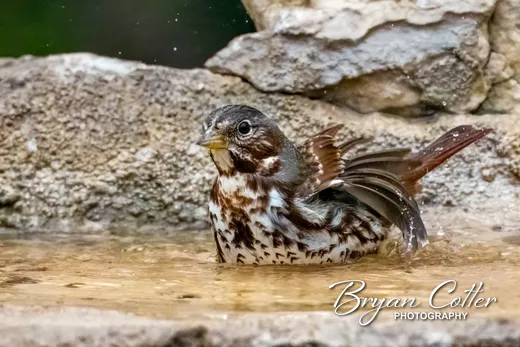 Fox Sparrow