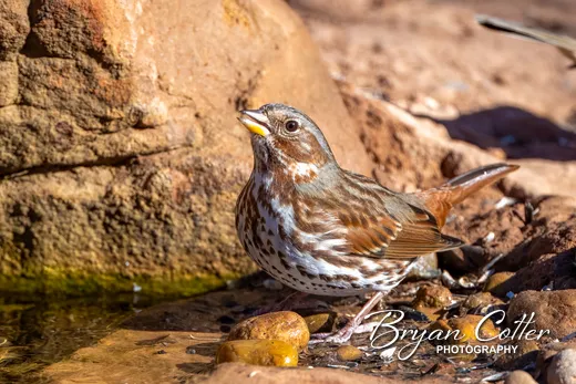 Fox Sparrow