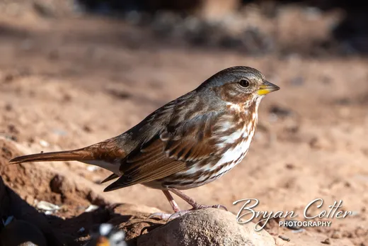 Fox Sparrow
