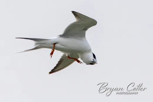 Forster's Tern