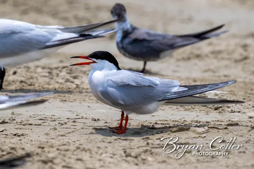 Forster's Tern photographed in the Coastal Bend region of Texas by Bryan Cotter