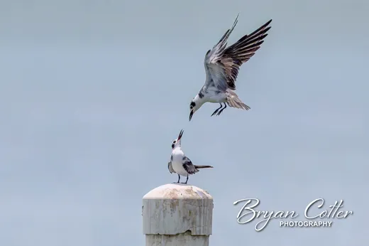 Forster's Tern photographed in the Granger Lake region of Texas by Bryan Cotter