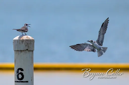 Forster's Tern