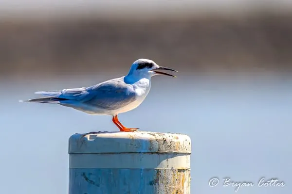 Forster's Tern